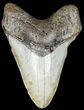 Bargain Megalodon Tooth - North Carolina #45621-1
